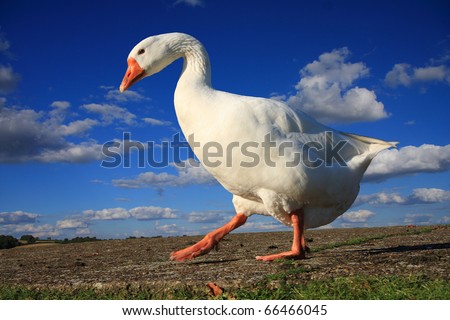 White goose photographed against a summer sky
