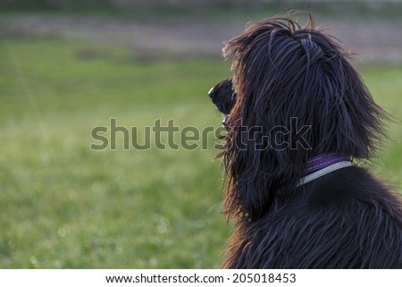 afghan dog