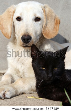 Dog and black cat relaxing