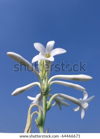 A white fully flowered lily on a sunny day