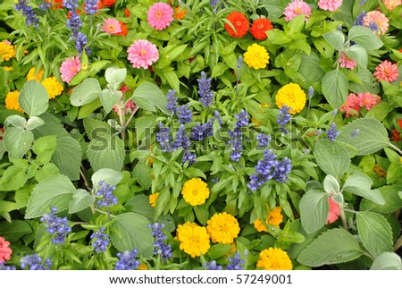colored flowers in spring with a bouquet and excellent parks and gardens to beautify homes