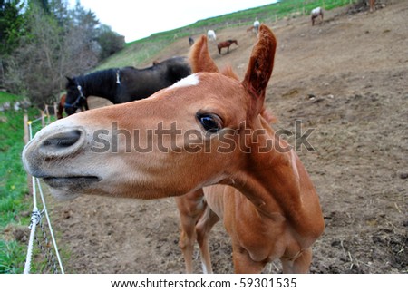 baby horse farm a few days after birth