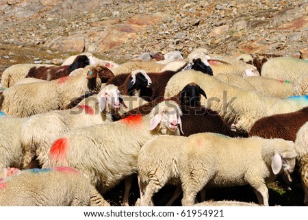 white and black sheep in the mountains