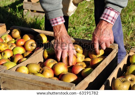 man moves the apple harvest
