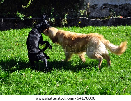 dogs fight in the meadow