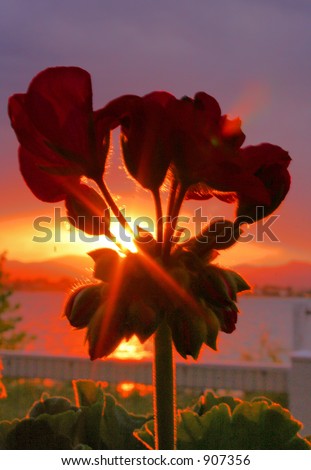 Flowers Silhouetted by the Sunset