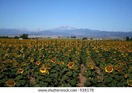 Sunflower field over looking the mountains