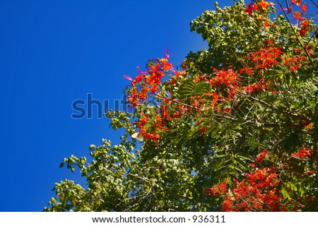 A blooming tree with red flowers isolated with blue sky