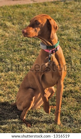 An obedient dog posed with shock collar