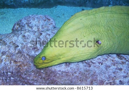 Giant moray eel on sea bed