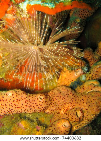 Featherduster Worm Over Sponge on Coral Reef underwater in Dominica Island, Caribbean