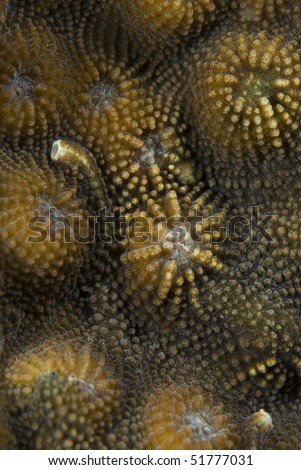 Knob Coral