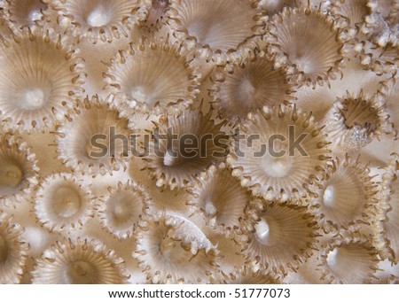 Rubber coral ( Palythoa tuberculosa) detail. Ras Gozlani, Red Sea, Egypt.