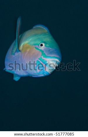 Bullethead parrotfish (Chlorurus sordidus), on a blue background. Naama Bay, Red Sea, Egypt.