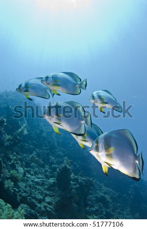 Small school of Circular batfish (Platax orbicularis), swimming along the reef slope. Far garden, Red Sea, Egypt.