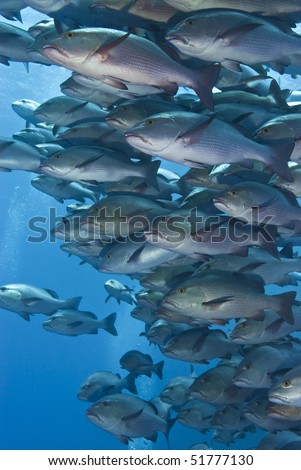 Close-up of a school of Twinspot snappers (Lutjanus bohar). Shark reef, Red Sea, Egypt.