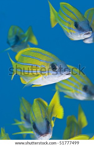 School of Blue-striped snapper (Lutjanus kasmira). Naama Bay, Red Sea, Egypt. Bay, Red Sea, Egypt.