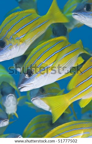 School of Blue-striped snapper (Lutjanus kasmira). Naama Bay, Red Sea, Egypt.