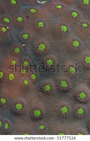 Knob Coral