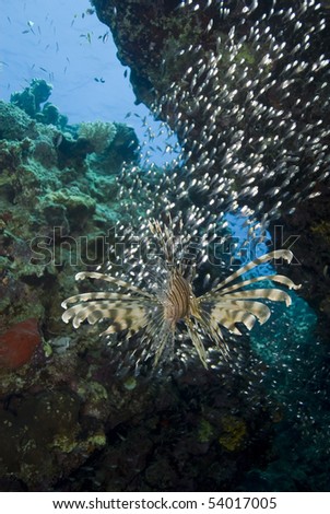 Rear view of a tropical Common lionfish (Pterois miles) with a small school of baitfish. Naama Bay, Sharm el Sheikh, Red Sea, Egypt.