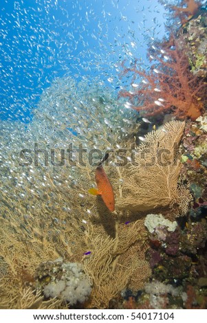Gorgonian fan coral (Annella mollis) with Coral grouper (Cephalopholis miniata) and school of baitfish. Near Garden, Sharm el Sheikh, Red Sea, Egypt.