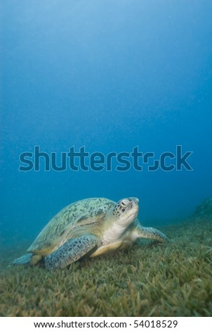 Adult female Green turtle (chelonia mydas) on seagrass. Naama bay, Sharm el Sheikh, Red Sea, Egypt.