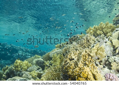 A colorful tropical reef scene in shallow water. Thomas reef, Sharm el Sheikh, Red Sea, Egypt.