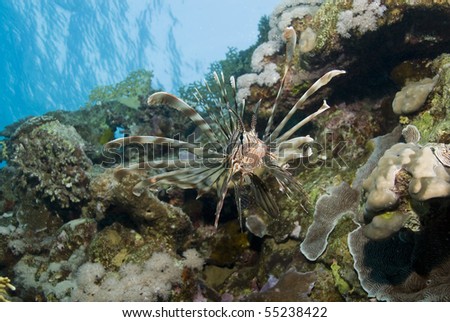 Common Lionfish (Pterois miles) on a tropical coral reef. Ras Katy, Sharm el Sheikh, Red Sea, Egypt.