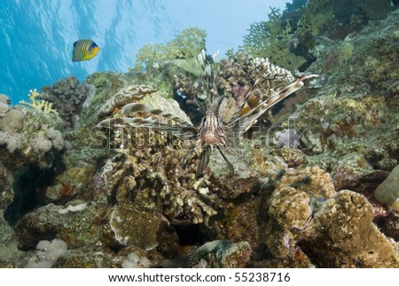 Common Lionfish (Pterois miles) on a tropical coral reef. Ras Katy, Sharm el Sheikh, Red Sea, Egypt.