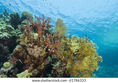 Colorful tropical coral scene in shallow water. Gota Edibia, Southern Red Sea, Egypt.