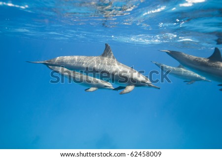 Mother and juvenile Spinner dolphins in the wild (Stenella longirostris). Sataya, Southern Red Sea, Egypt.
