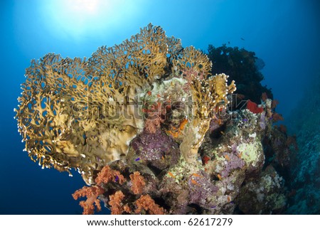 Colorful and vibrant tropical reef scene. Ras Ghozlani, Sharm el Sheikh, Red Sea, Egypt.