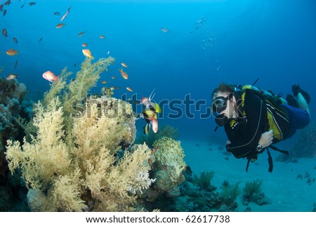 Male scuba diver observing marine life. Ras Ghozlani, Sharm el Sheikh, Red Sea, Egypt.