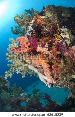 Colorful and vibrant tropical reef scene. Ras Ghozalni, Sharm el Sheikh, Red Sea, Egypt.