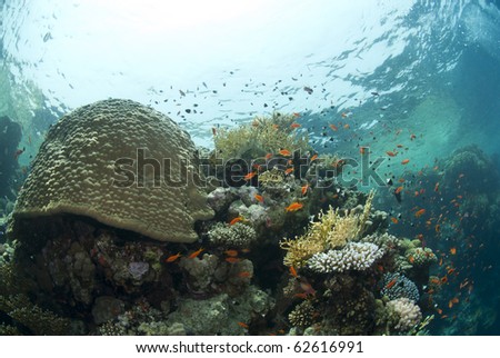Pristine tropical coral reef in shallow water. Ras Ghozlani, Sharm el Sheikh, Red Sea, Egypt.