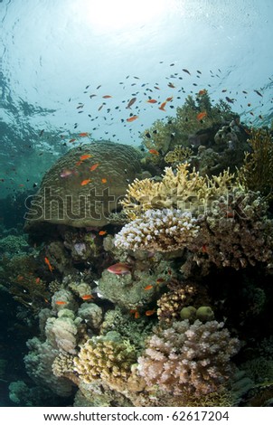 Pristine tropical coral reef in shallow water. Ras Ghozlani, Sharm el Sheikh, Red Sea, Egypt.