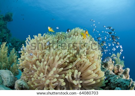 Red Sea Anemonefish with its anemone. Ras Ghozlani, Sharm el Sheikh, Red Sea, Egypt.