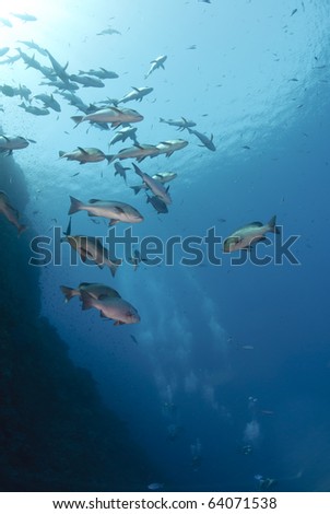 Small school of tropical Twinspot snapper, blue background with scuba divers. Shark reef, Ras Mohamed national Park, Red Sea, Egypt.