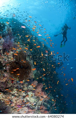 Tropical coral reef scene with bubbles and two scuba divers in the background. Shark reef, Ras Mohamed national Park, Red Sea, Egypt.