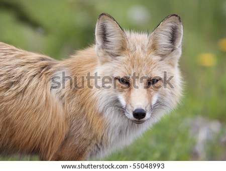 Red Fox looking at camera