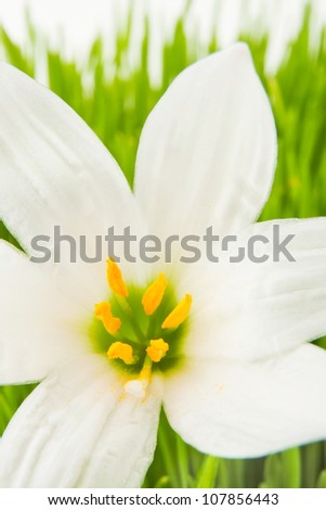 white flower full frame closeup