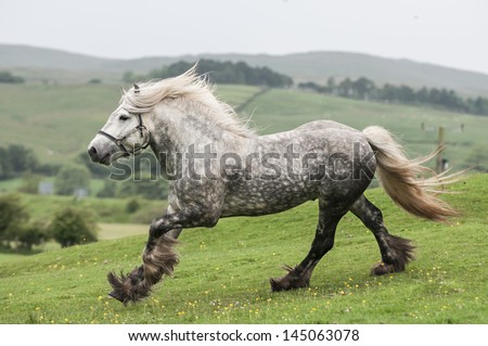 A grey fell pony stallion runs down the hill.