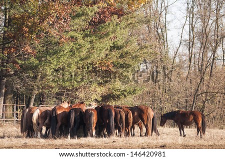 A group of horses eat together.