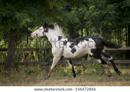 A beautiful paint horse gallops free.