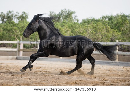 A black horse gallops in sand arena