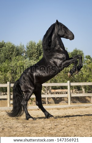 A Black Stallion Prances