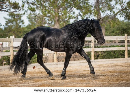 A black horse trots in a sand arena