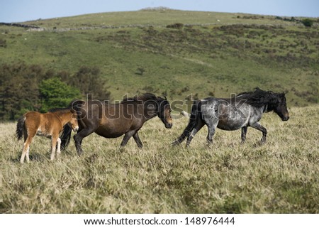 A row of three Dartmoor Pony in Dartmoor National Park.
