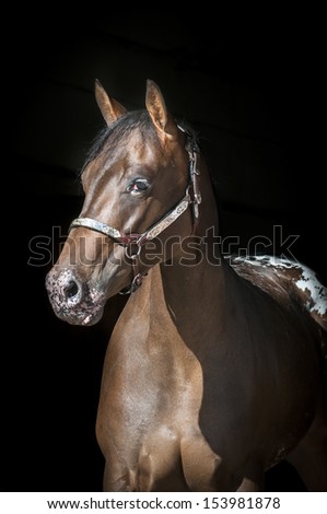 Portrait of an appaloosa bay mare with white blanket on croup.