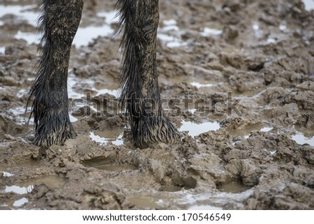 Friesian colt stands in a muddy field